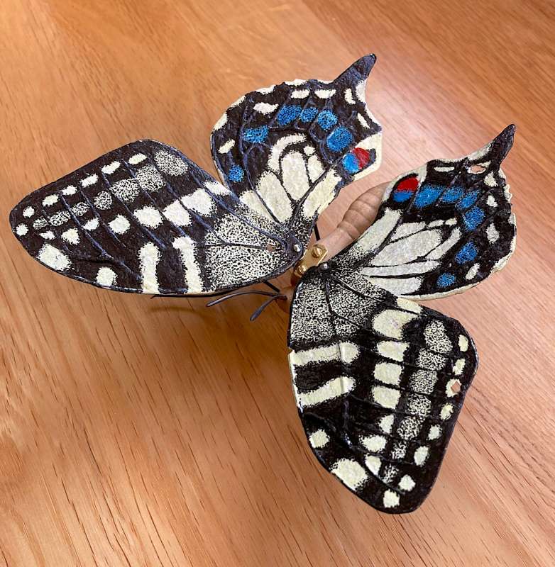 Swallow Tail Butterfly - aerial view